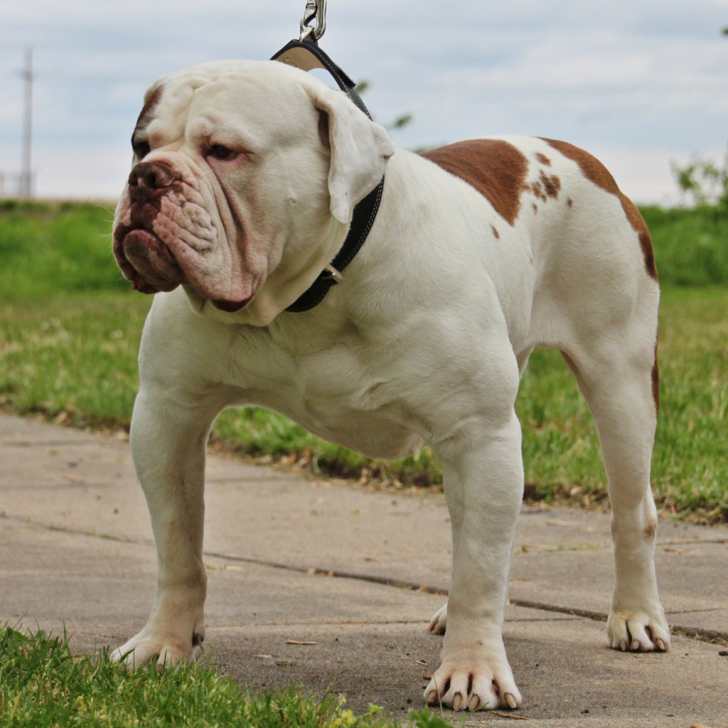 Static Evolution Olde English Bulldogges