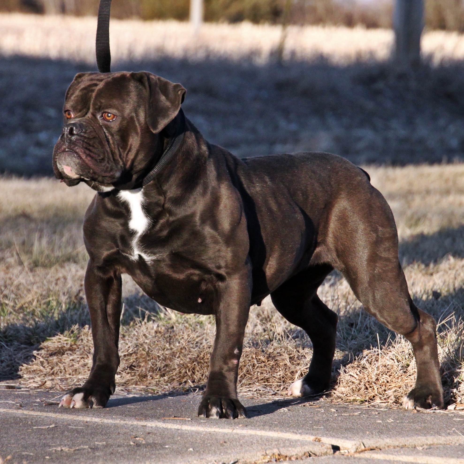 evolution-olde-english-bulldogges-olde-english-bulldogge-puppies-for-sale