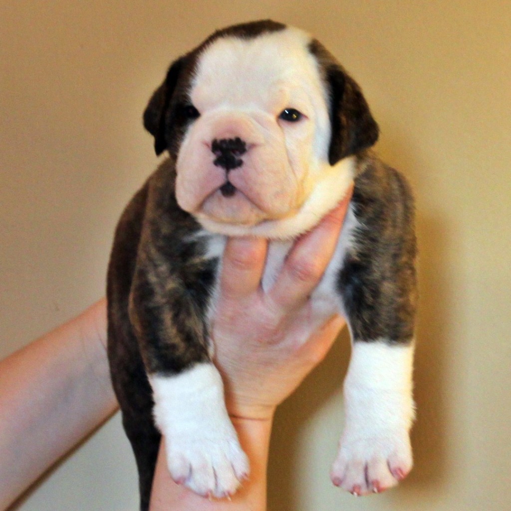 Olde English Bulldogge breeder- Evolution Bulldogges