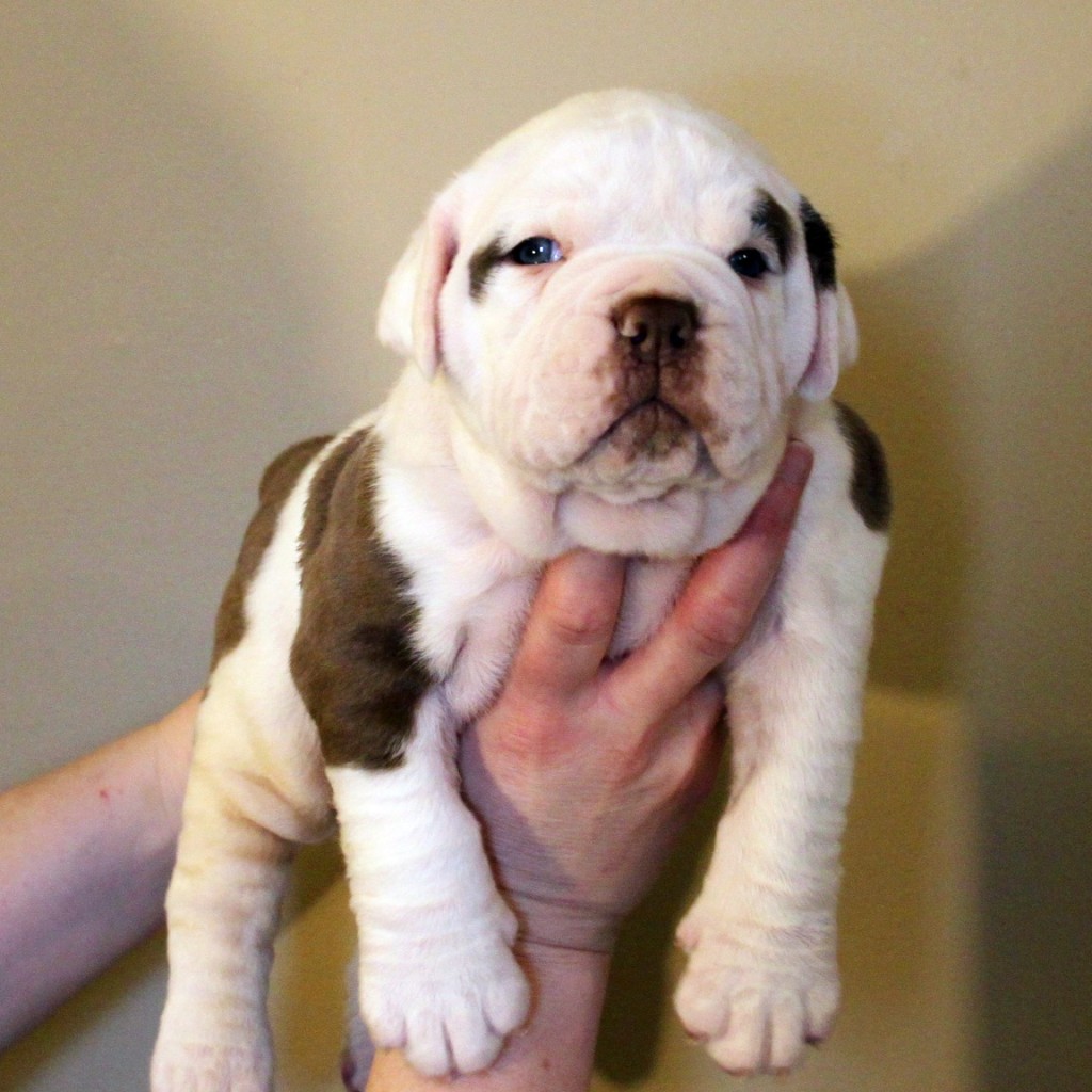 Olde English Bulldogge breeder- Evolution Bulldogges