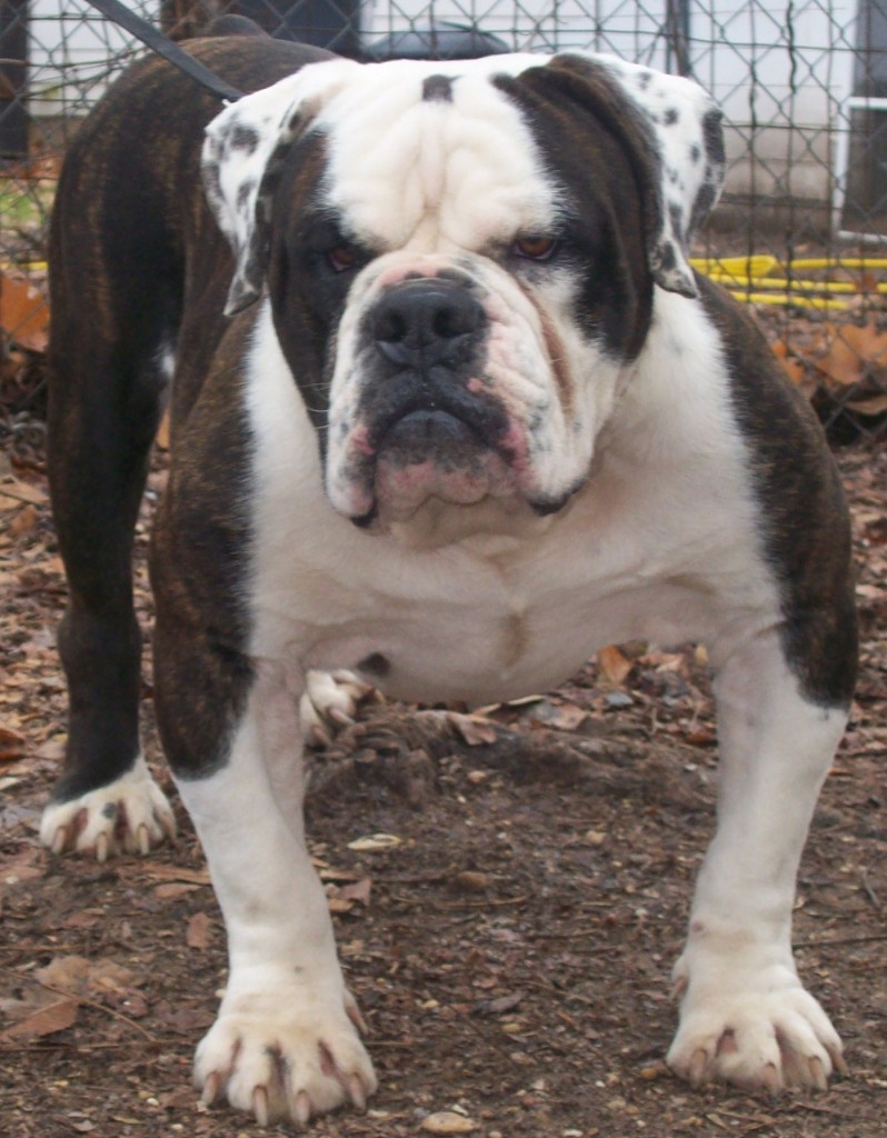 Olde English Bulldogge breeder- Evolution Bulldogges