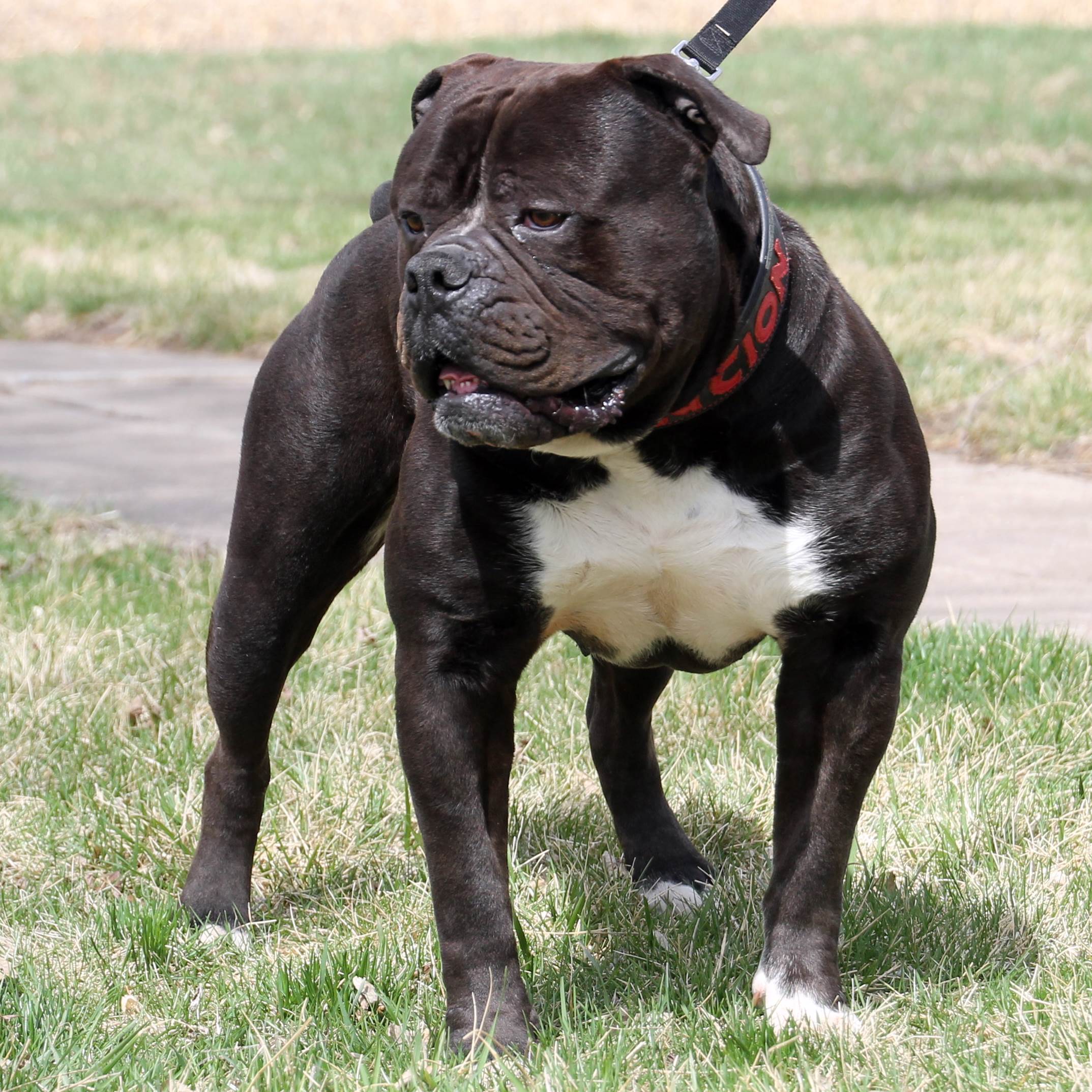 Olde English Bulldogge Breeder Evolution Bulldogges