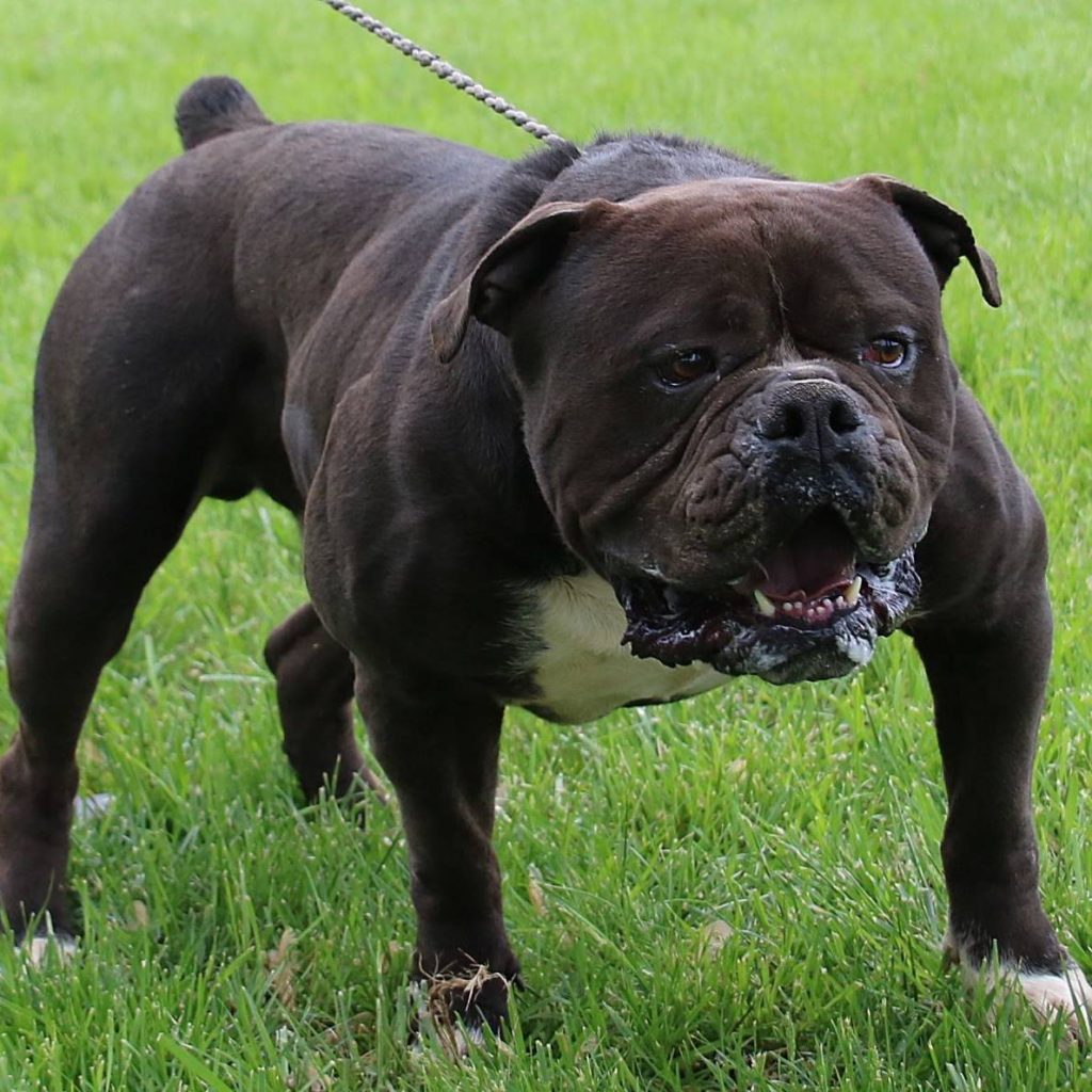 Black English Bulldog Puppies