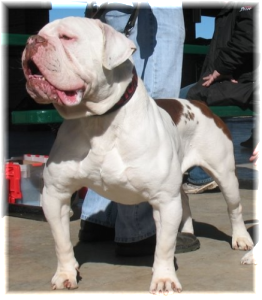 Evolution Bulldogge Static