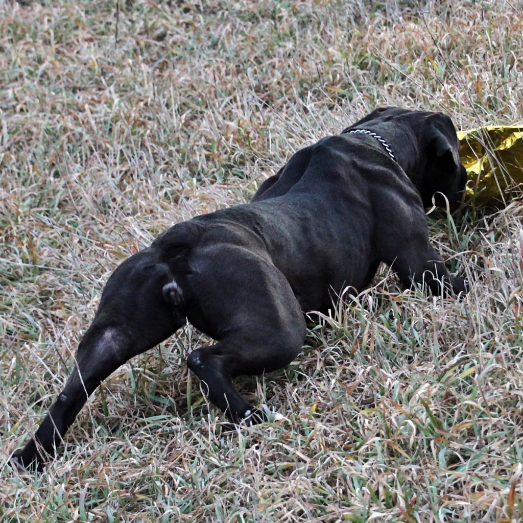 Black Bulldog Rear