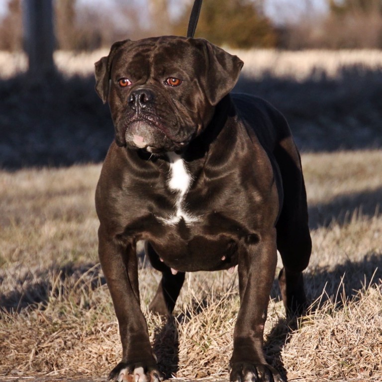 Evolution's Lavish — Olde English Bulldogge female