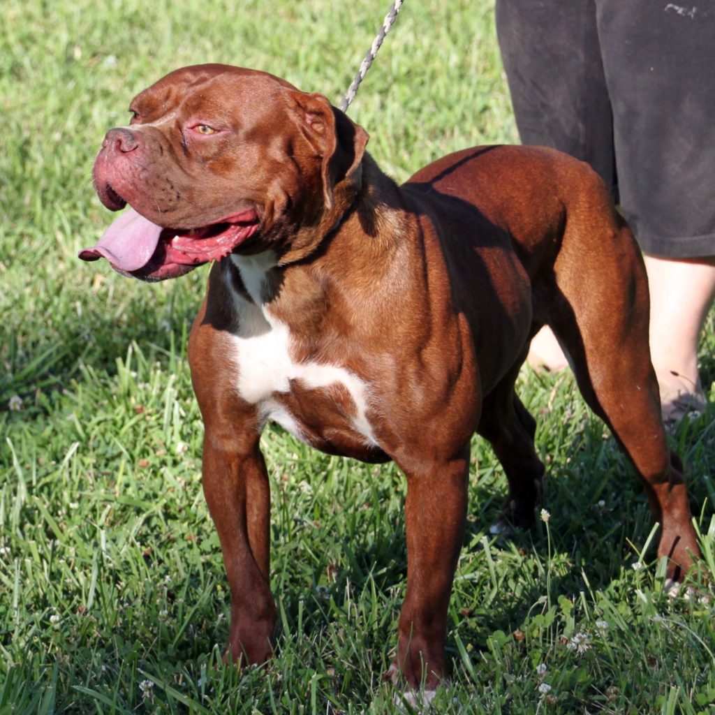 Olde English Bulldogge breeder- Evolution Bulldogges