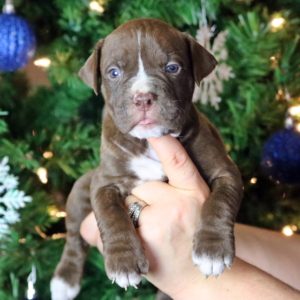 Chocolate Bulldogge pup