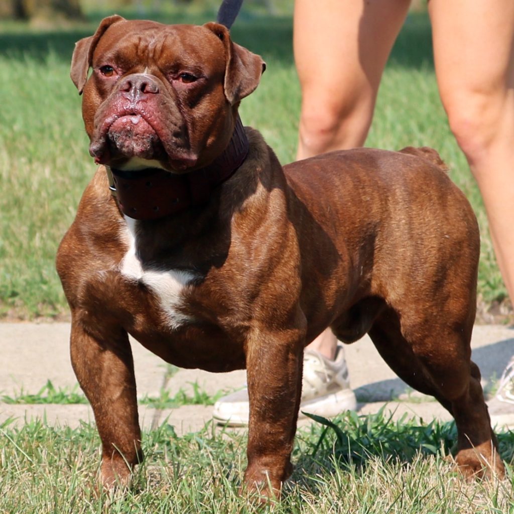 Olde English Bulldogge breeder- Evolution Bulldogges