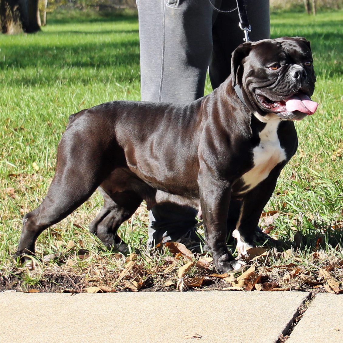 IMG_9653 | Evolution Olde English Bulldogges