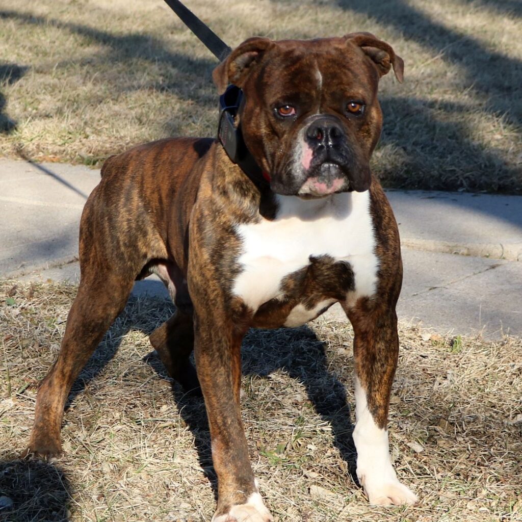 IMG_4713 | Evolution Olde English Bulldogges