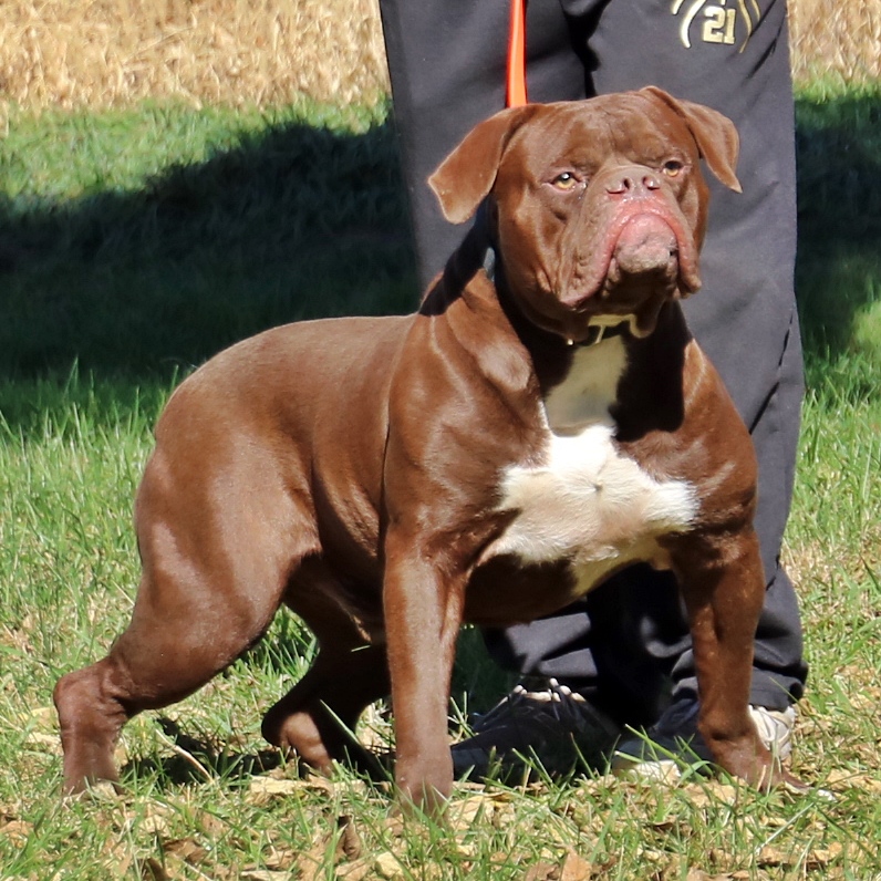 IMG_1214 | Evolution Olde English Bulldogges