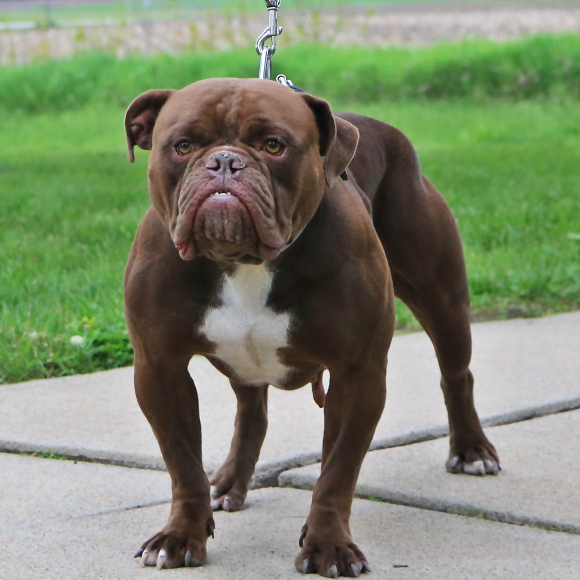 Bora— Olde English Bulldogge girl is FULL of FIRE