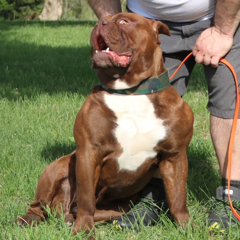 Giant Olde English Bulldogge Stud — Evolution\\\'s Kodyak