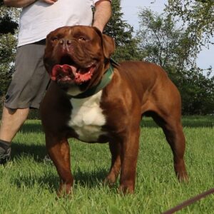 Giant Olde English Bulldogge Stud — Evolution\\\'s Kodyak