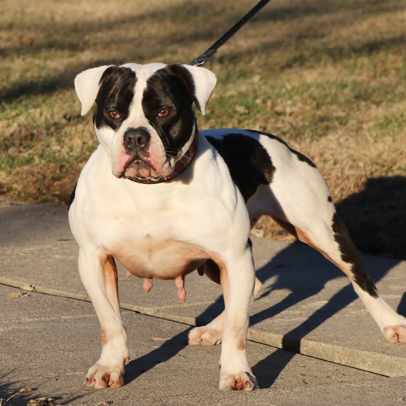 Outstanding Olde English Bulldogge Breedings for 2021-22