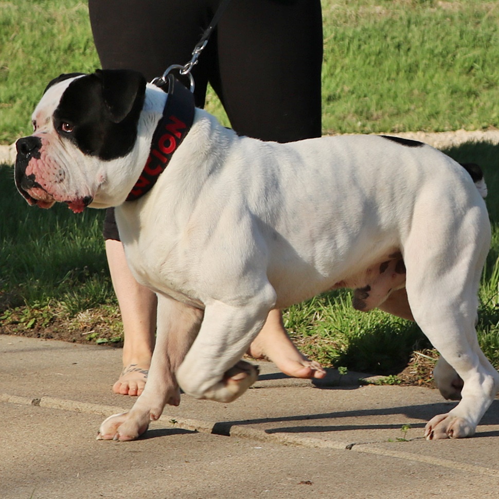 Outstanding Olde English Bulldogge Breedings for 2021-22